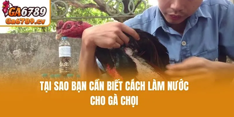 Tại sao bạn cần biết cách làm nước cho gà chọi