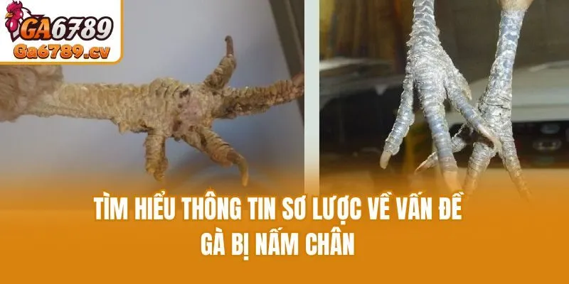 Tìm hiểu thông tin sơ lược về vấn đề gà bị nấm chân