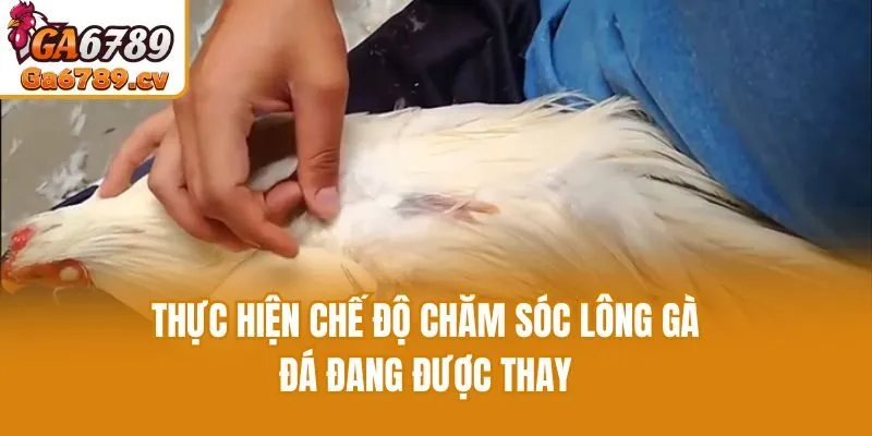 Thực hiện chế độ chăm sóc lông gà đá đang được thay