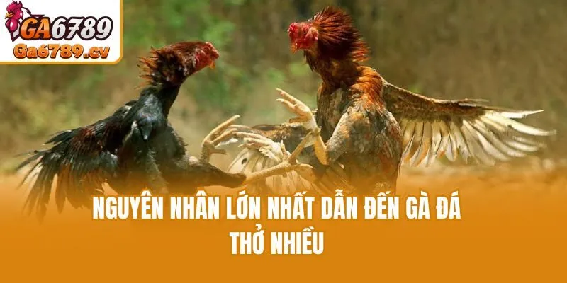 Nguyên nhân lớn nhất dẫn đến gà đá thở nhiều