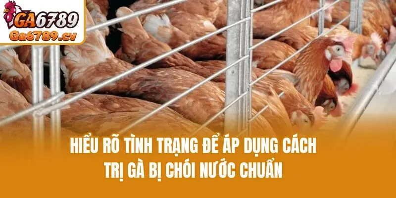 Hiểu rõ tình trạng để áp dụng cách trị gà bị chói nước chuẩn