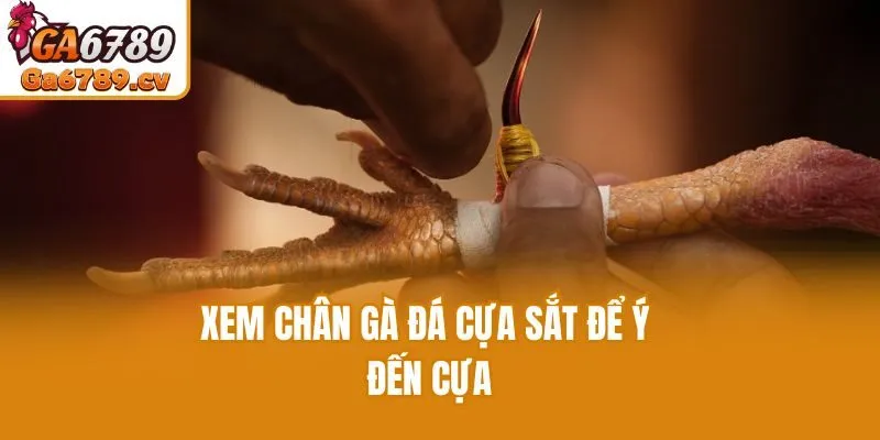Xem chân gà đá cựa sắt để ý đến cựa