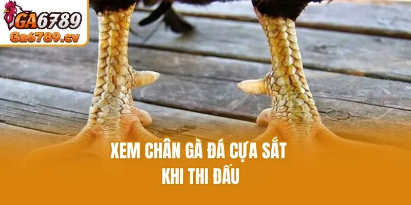 Xem chân gà đá cựa sắt khi thi đấu