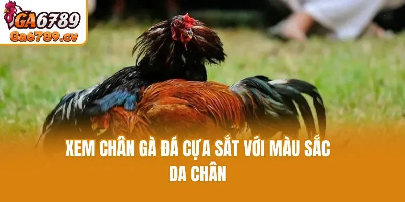 Xem chân gà đá cựa sắt với màu sắc da chân