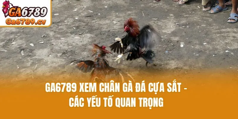 Ga6789 Xem Chân Gà Đá Cựa Sắt - Các Yếu Tố Quan Trọng
