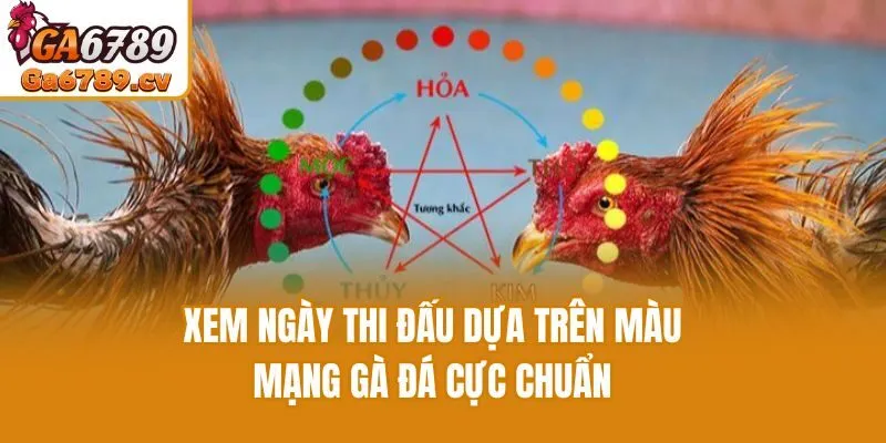 Xem ngày thi đấu dựa trên màu mạng gà đá cực chuẩn