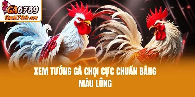 Xem tướng gà chọi cực chuẩn bằng màu lông