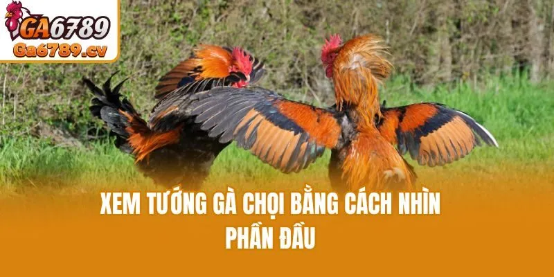 Xem tướng gà chọi bằng cách nhìn phần đầu