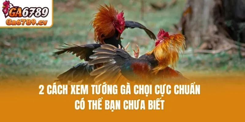 2 Cách Xem Tướng Gà Chọi Cực Chuẩn Có Thể Bạn Chưa Biết